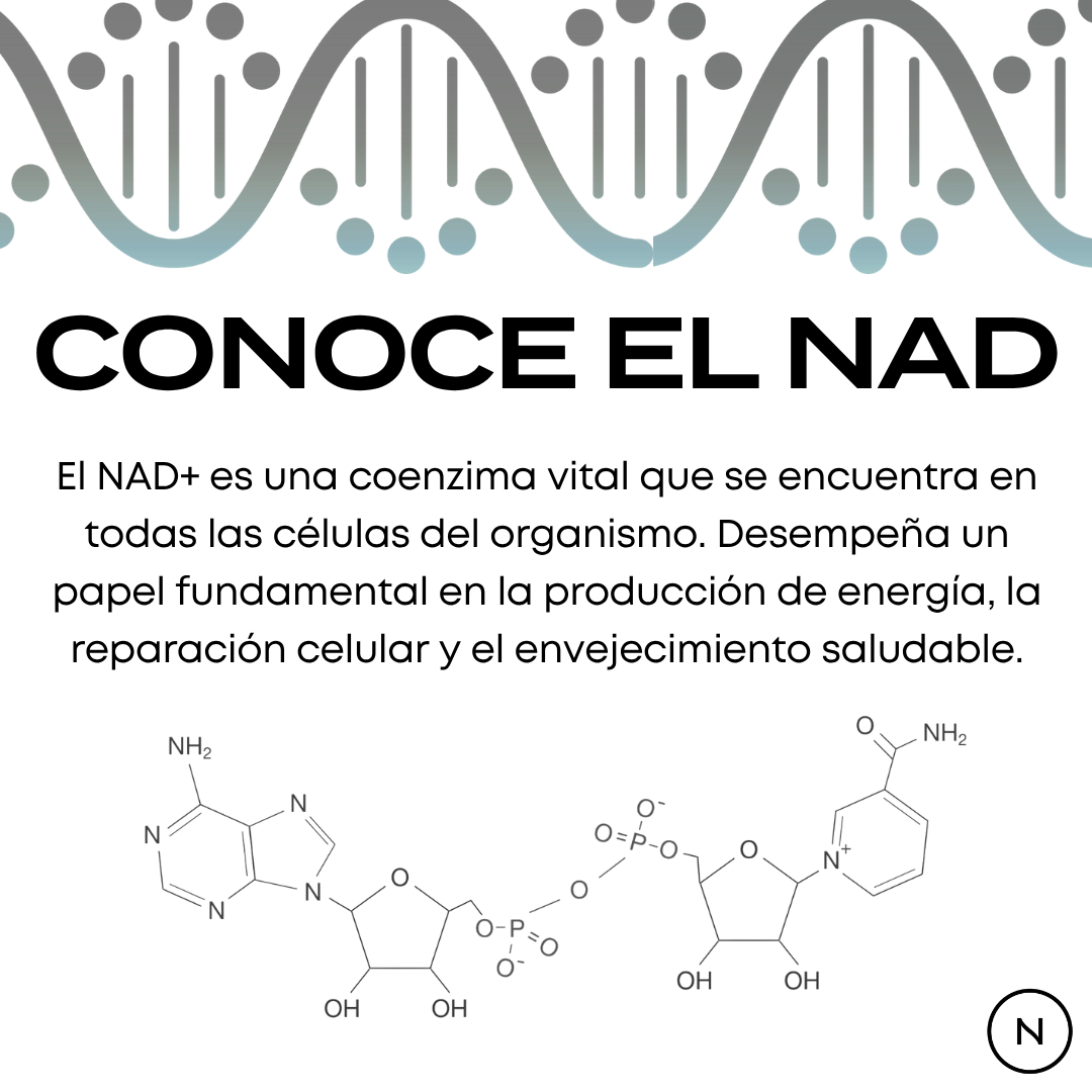 NMN Cápsulas | potenciador de NAD+