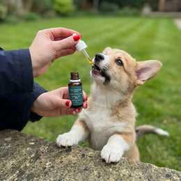 Aceite CBD para perros