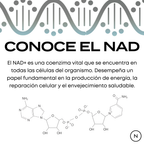 NMN Cápsulas | potenciador de NAD+